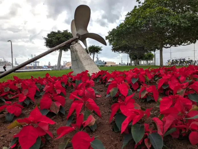 Las Palmas de Gran Canaria se viste de Navidad con 25.000 flores de pascua
