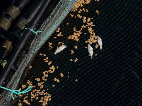 Telde detecta nuevos peces muertos en las jaulas marinas