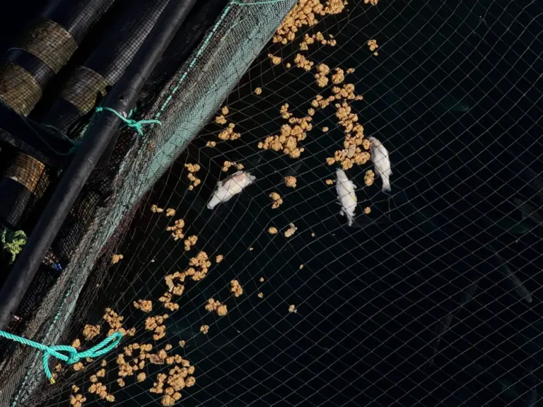Telde detecta nuevos peces muertos en las jaulas marinas