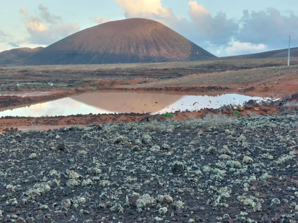 Gavia de Fuerteventura