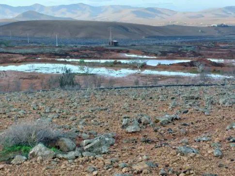 Fuerteventura recupera más de mil gavias y sistemas de cultivo en 2025