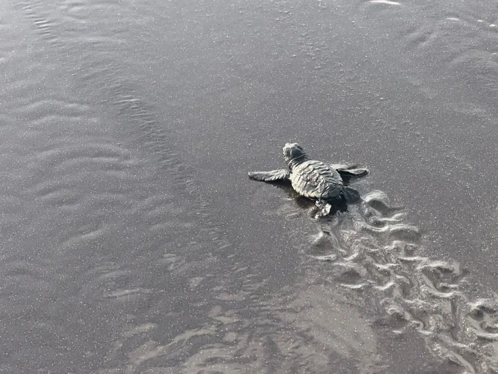 El Cabildo de Tenerife participa en el proyecto RedCentros en África