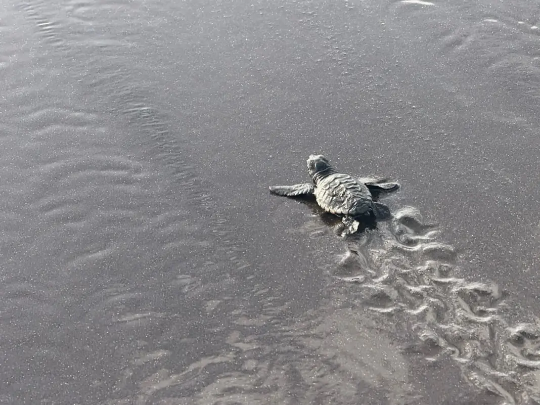 El Cabildo de Tenerife participa en el proyecto RedCentros en África