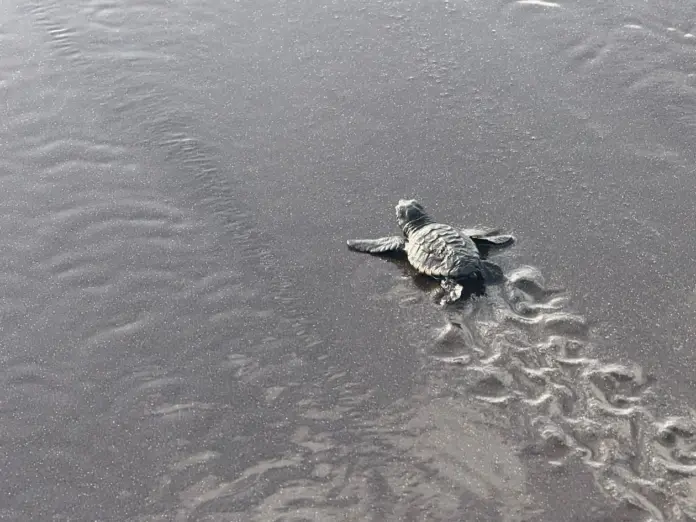 El Cabildo de Tenerife participa en el proyecto RedCentros en África