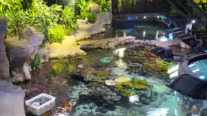 Una nueva patente de la ULPGC optimiza la recogida de huevos en los grandes acuarios