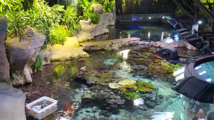 Una nueva patente de la ULPGC optimiza la recogida de huevos en los grandes acuarios