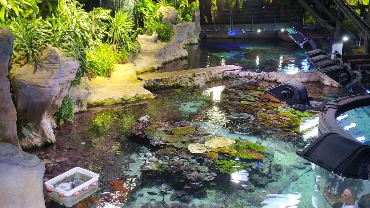 Una nueva patente de la ULPGC optimiza la recogida de huevos en los grandes acuarios