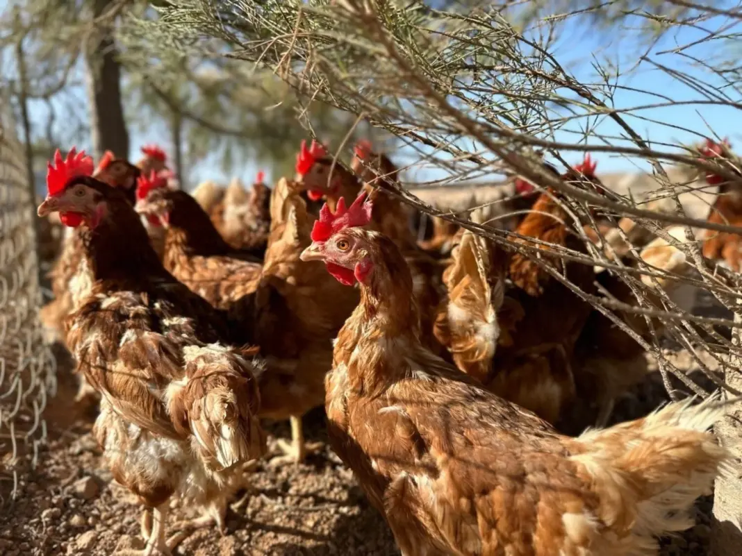 El importe unitario de la ayuda del POSEI se incrementaría hasta los 0,08 euros por cada docena de huevos de gallina producidos y comercializados en las Islas