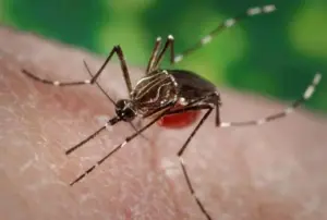 Detectan un mosquito Aedes aegypti en el Puerto de Santa Cruz de Tenerife