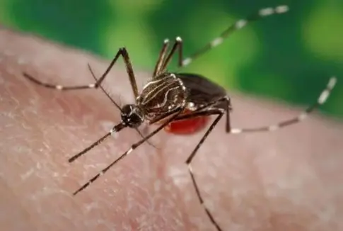 Detectan un mosquito Aedes aegypti en el Puerto de Santa Cruz de Tenerife