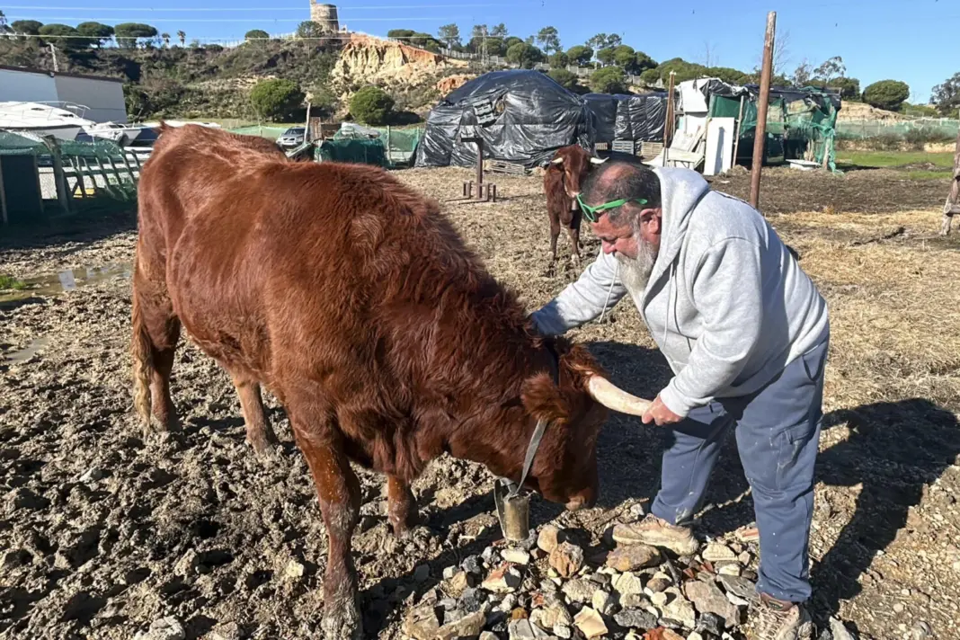 José Antonio Oria, vecino de Lepe, tiene a dos vacas como animales de compañía, en el único caso que se conoce en Andalucía y de los pocos en el mundo. Hace dos años las salvó recién nacidas de ser sacrificadas, y ahora, en su finca de la localidad onubense, las dos son parte de la familia de su dueño, con pasaportes y microchips de identidad incluidos.