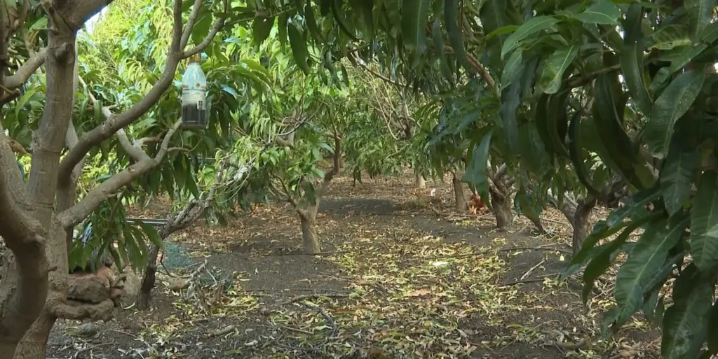 Satisfacción en los agricultores por la lluvia caída. Imagen RTVC
