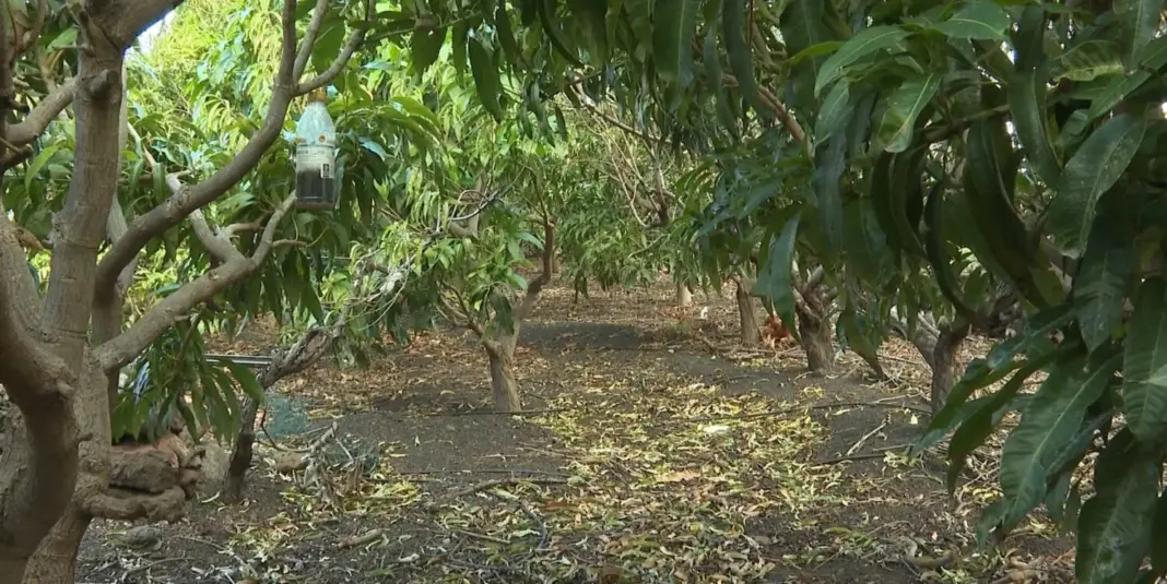 Satisfacción en los agricultores por la lluvia caída. Imagen RTVC