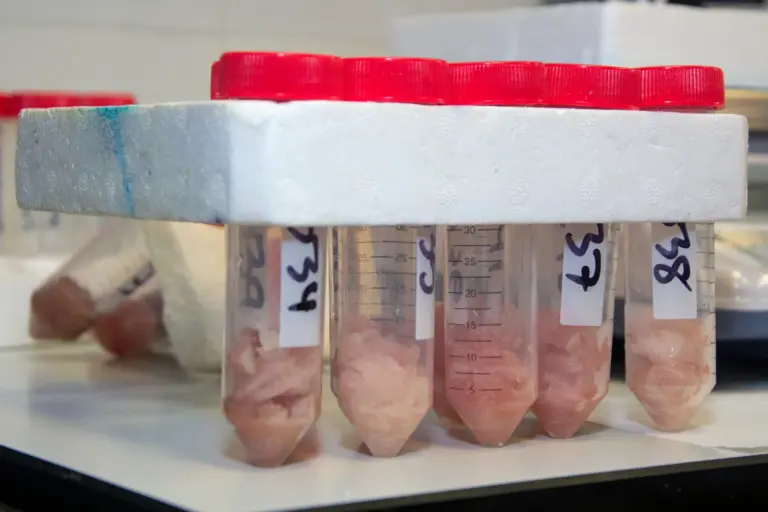 La ULPGC identifica el medregal y el mero como las especies con mayor impacto de ciguatera en Canarias