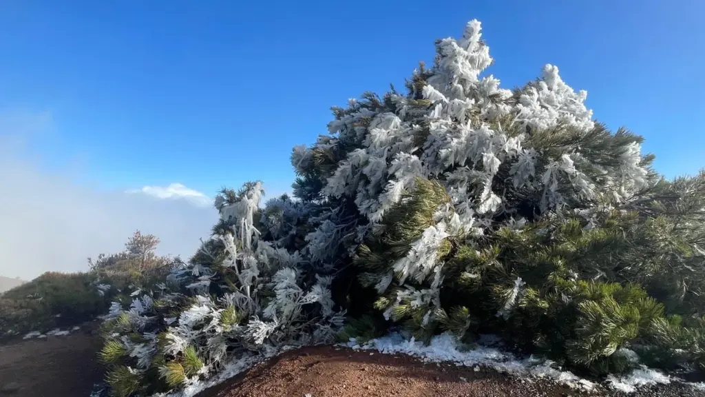 Cencellada Teide