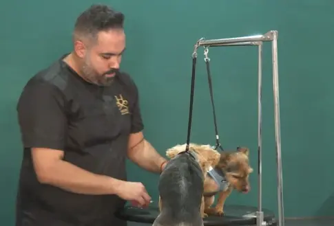 Reclaman urgencias veterinarias 24 horas en Lanzarote y Fuerteventura