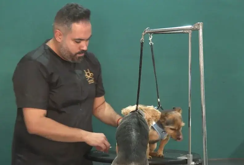 La Asociación Majoreros Solidarios ha comenzado a recoger firmas para pedir a las instituciones que se garantice un servicio de urgencias veterinarias 24 horas