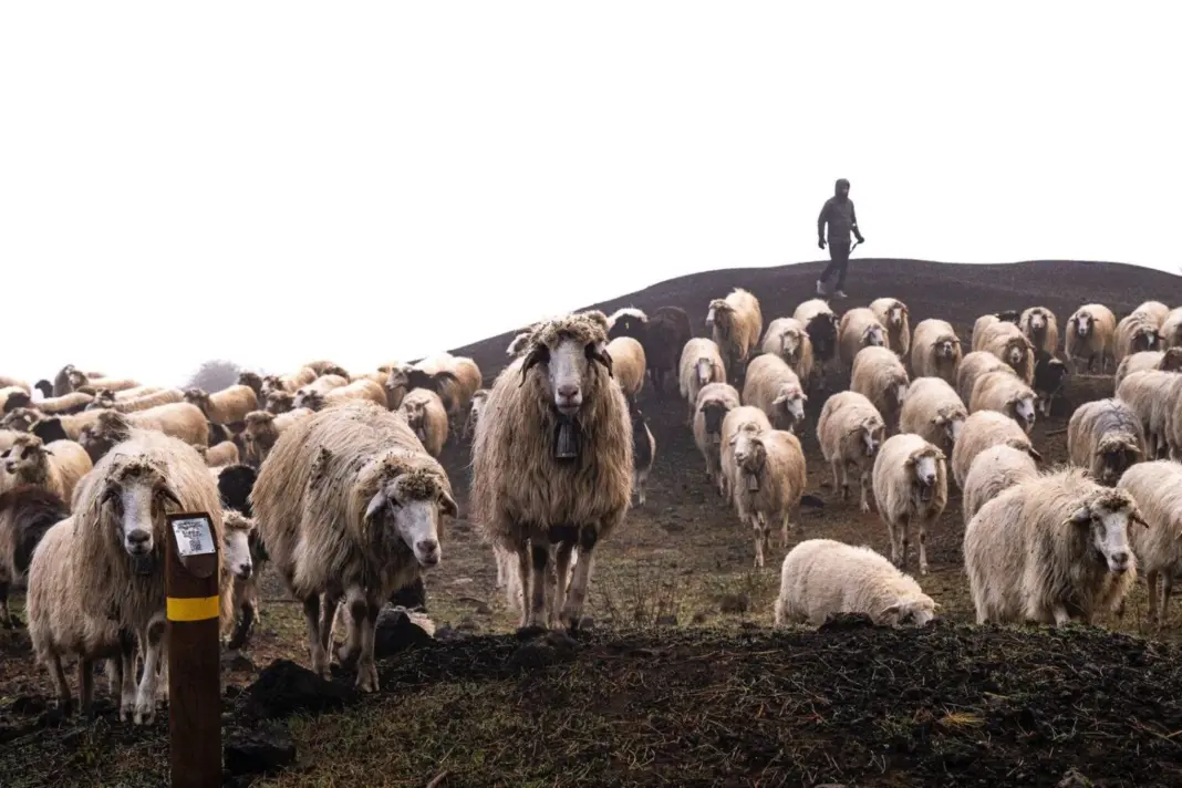 Más de 400 ovejas de la Quesería Cortijo atraviesan los caminos reales cumpliendo con una tradición que han heredado los hijos de Pepe El de Pavón