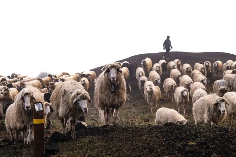 Primera trashumancia del año en Gran Canaria