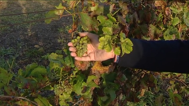 La supervivencia de los viñedos palmeros están en riesgo por los cambios climáticos