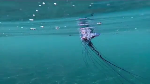 Temperaturas altas y sobreexplotación pesquera, causas del aumento de medusas