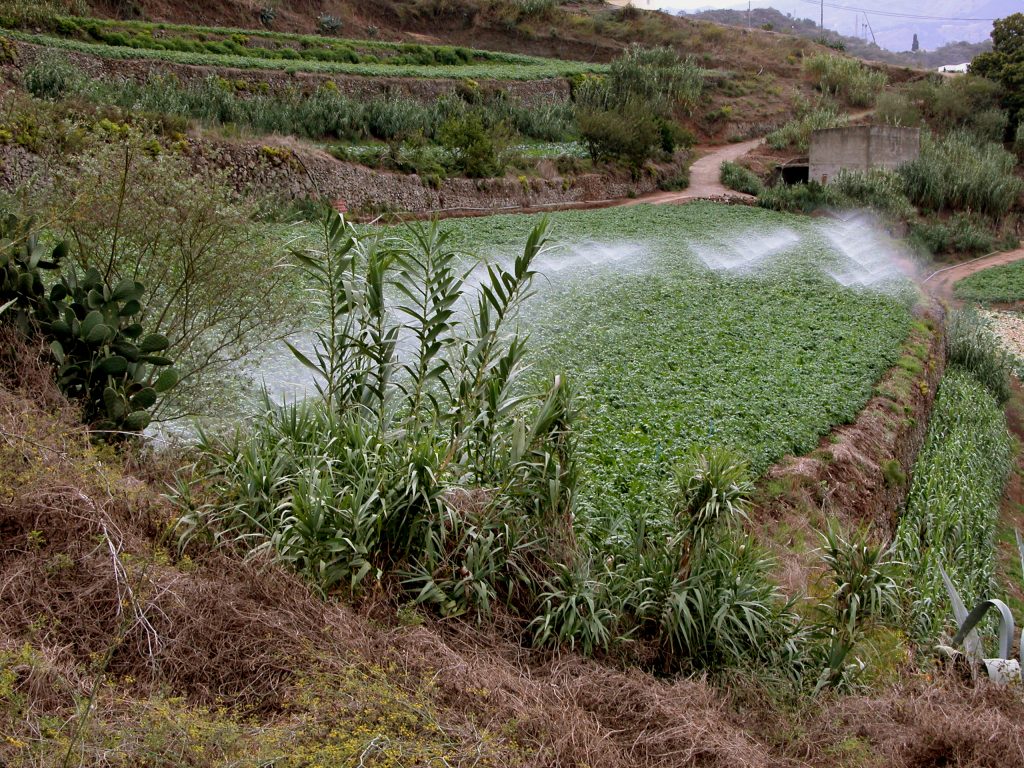 El Ministerio de Agricultura destina 6 millones de euros a la red de riego de El Hierro