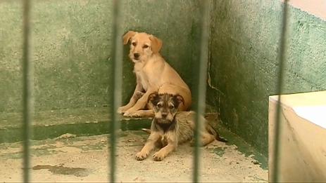 Se desborda el ingreso de animales en los centros de acogida palmeros