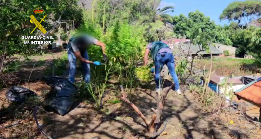 Incautan 1.000 plantas marihuana  norte Tenerife 