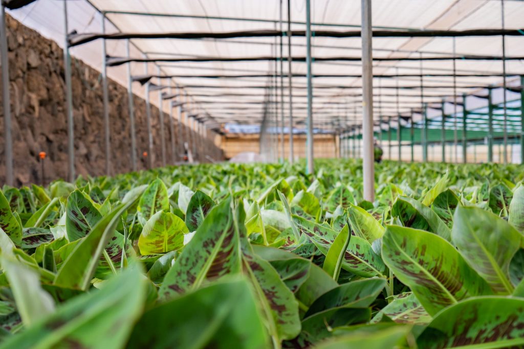 Planta de plataneras de Cultesa