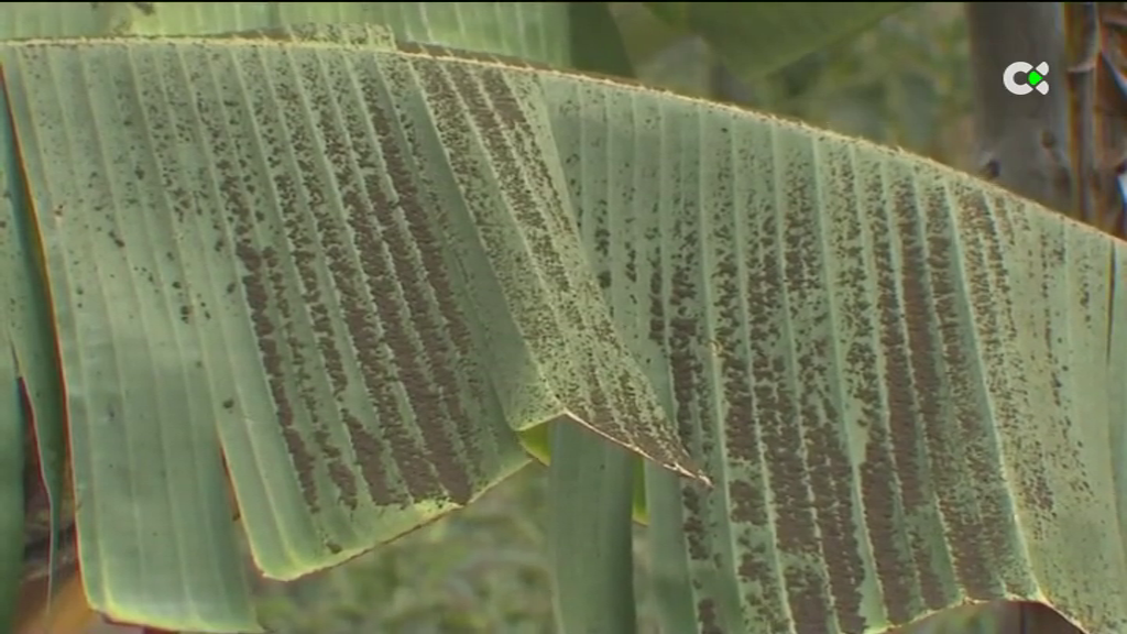 Los daños en la agricultura palmera son incalculables