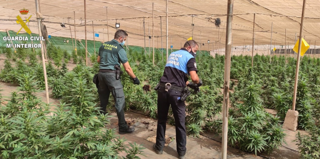 1.600 plantas de marihuana