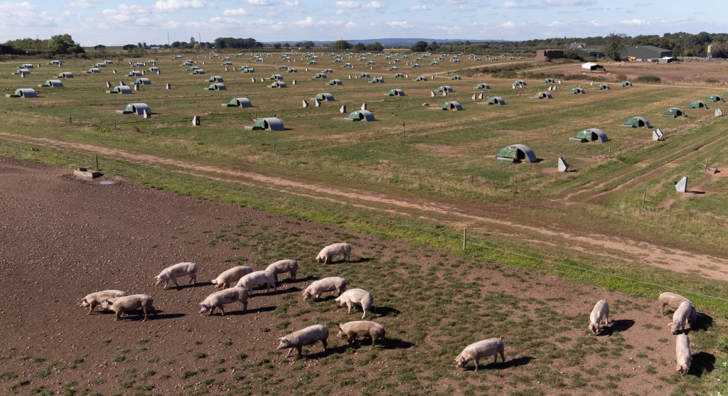 Reino Unido facilitará la llegada de carniceros al país