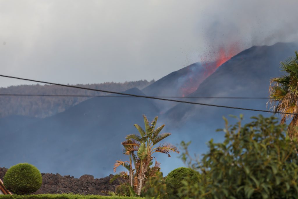 La fauna palmera se adapta al proceso eruptivo