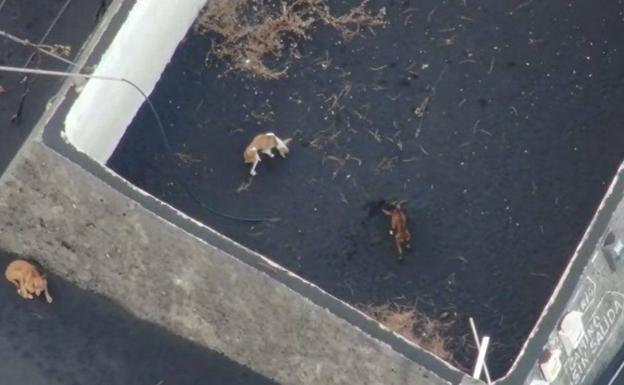 Los perros rescatados de la lava en La Palma están en "perfecto estado"