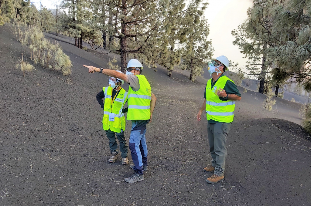 Pino canario y lagartos, los más afectadas por el volcán