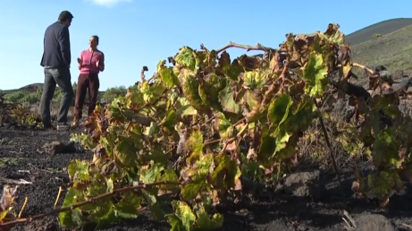 Campofrío se fija en La Palma y sus viñas para su anuncio de Navidad