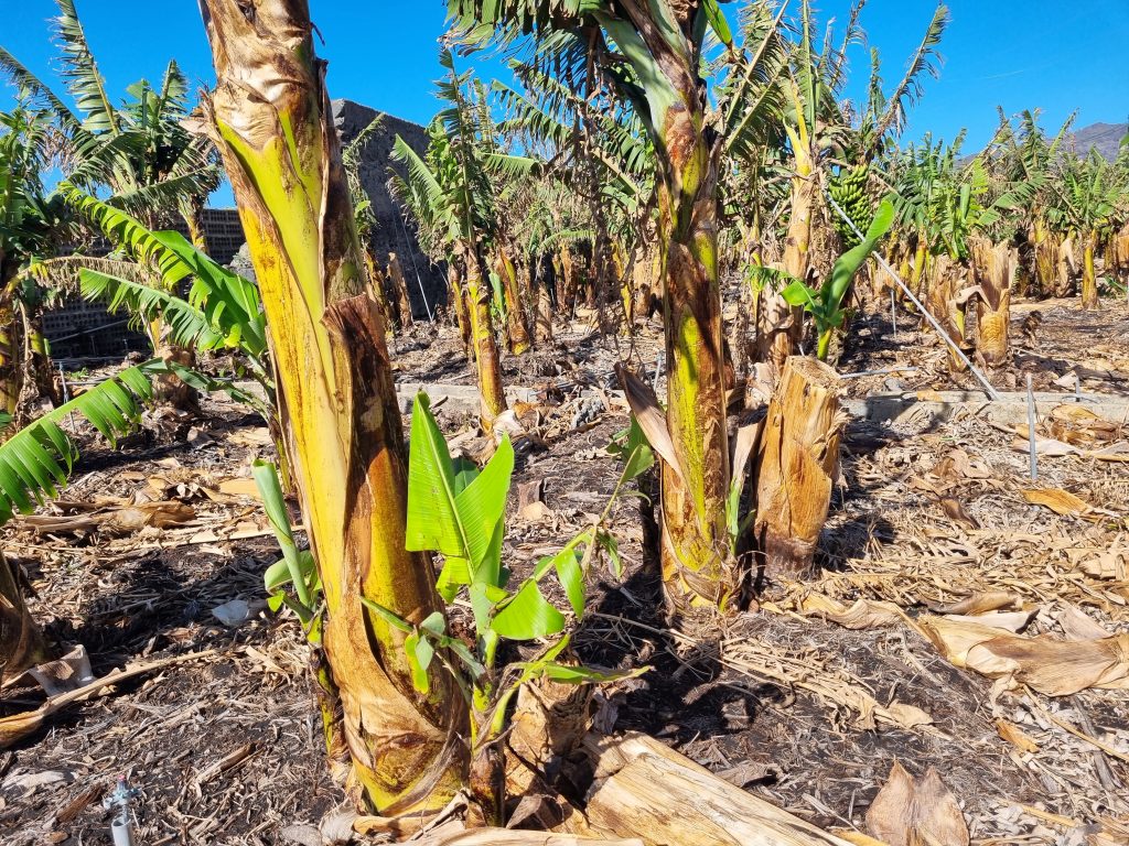 El ICIA estudia los efectos del volcán en el cultivo del plátano