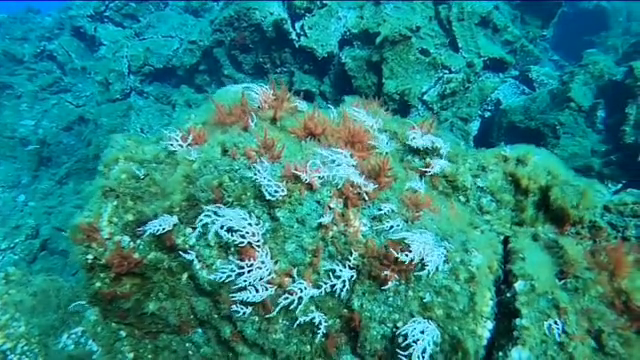 Estudian la creación de un mapa acústico marino en la macaronesia