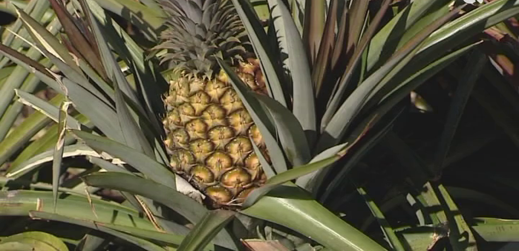 Manuel Domínguez visita La Frontera para conocer la problemática de la producción de piña herreña