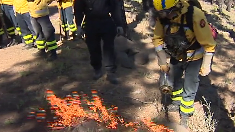 Gran Canaria se prepara para la temporada de verano y trabaja para prevenir los incendios. En Tenerife continúan las labores de reforestación del pinar de Arico un año después del incendio