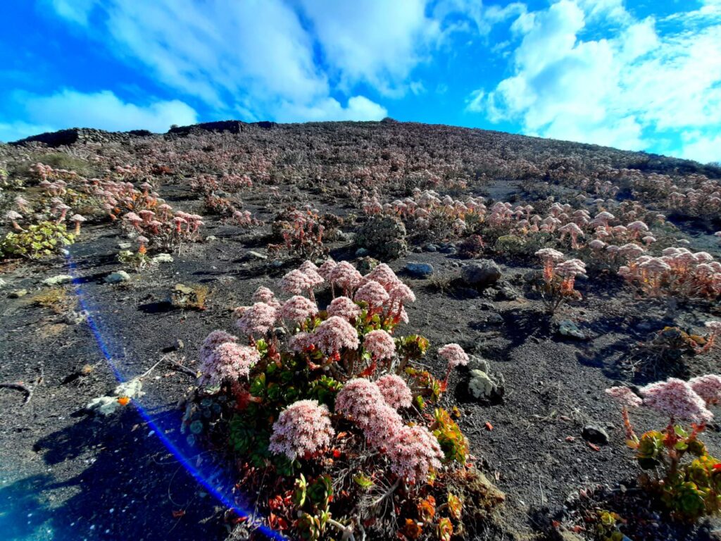 Bejeques en San Bartolomé, Lanzarote. Ecologistas en Acción piden que se deniegue el proyecto de extracción minera en el Jable