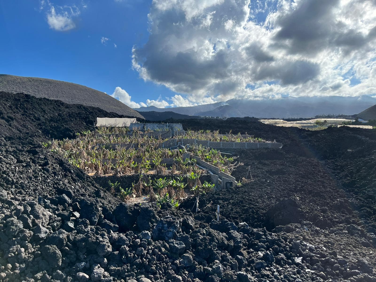 Los plataneros quieren recuperar lo que el volcán les arrebató