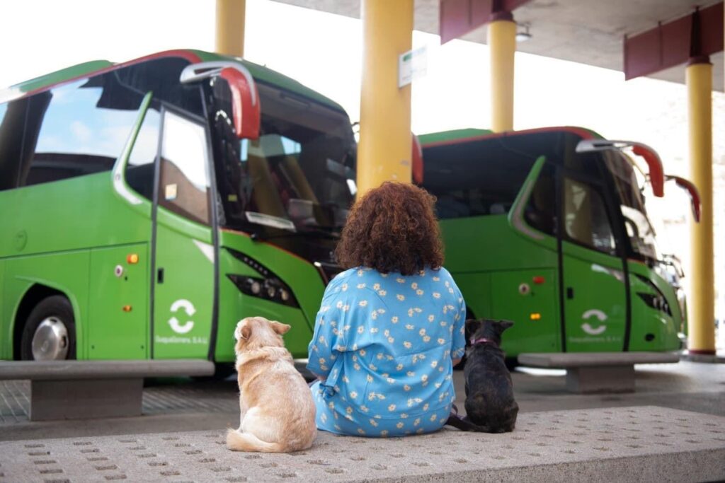 En La Gomera se puede ir en guagua con animales domésticos