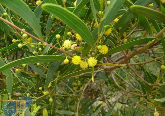 Canarias acogió mucha flora "refugiada climática" que ahora podría perder por los sistemas insulares y la acción del hombre. El director del Jardín Botánico Canario 'Viera y Clavijo' cree que aún se está a tiempo de evitar las "pérdidas más graves" de biodiversidad insular