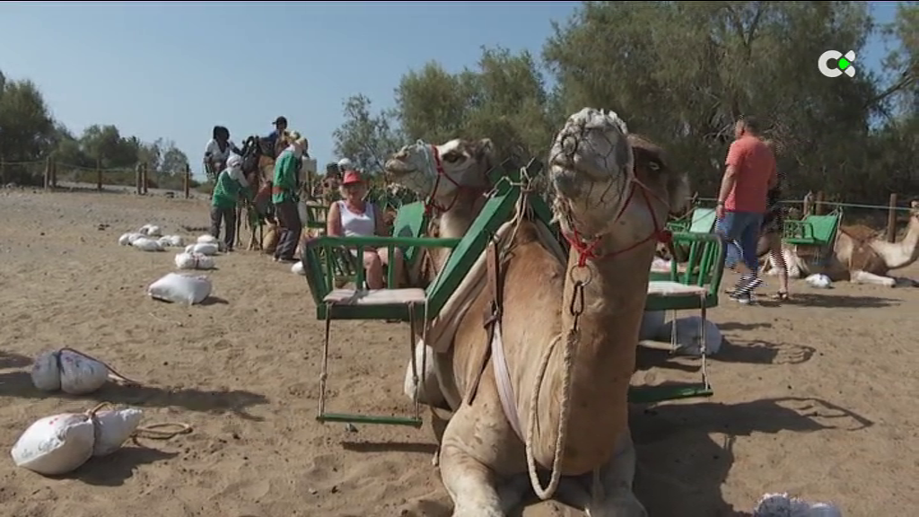 Los paseos en camellos en las Dunas de Maspalomas podrían desaparecer