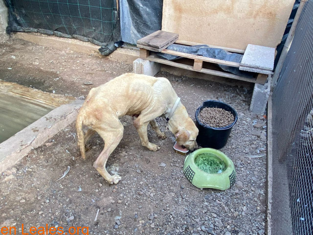 Encuentran a un perro con indicios de maltrato. Leales.org