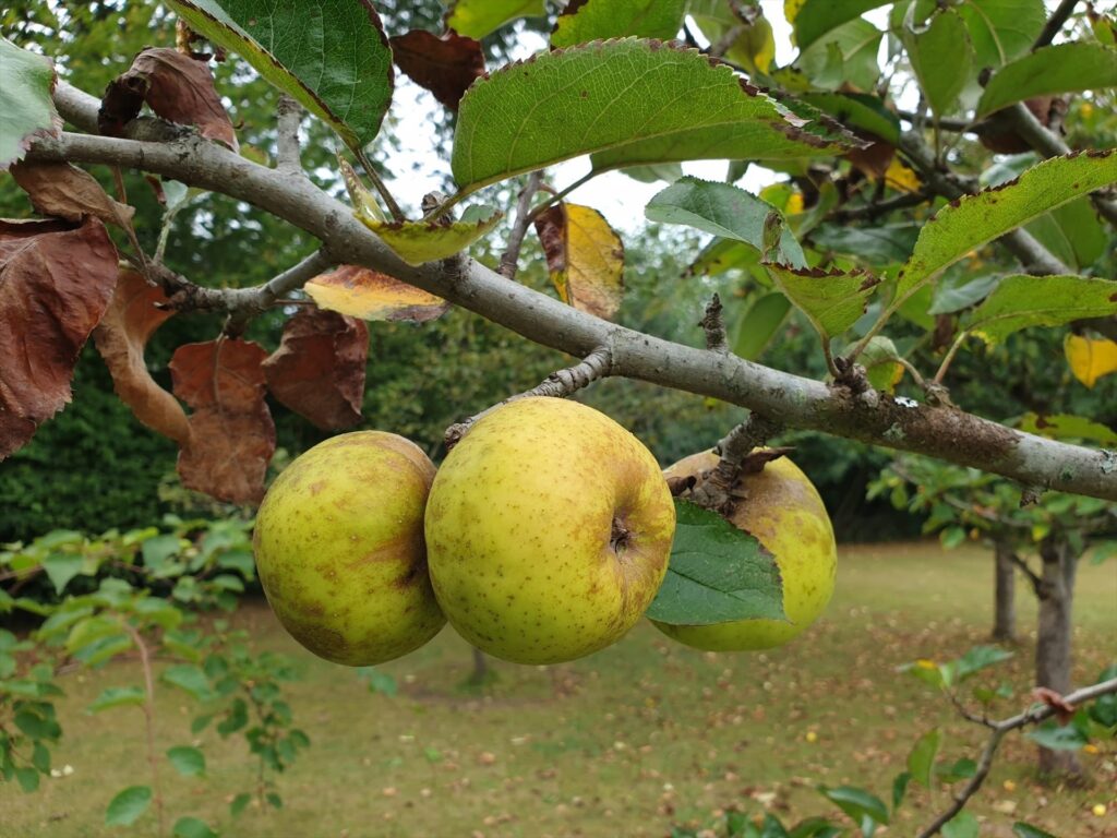 (Archivo) La sequía ha afectado en la zafra de las manzanas este año. Manzanas/ Europa Press