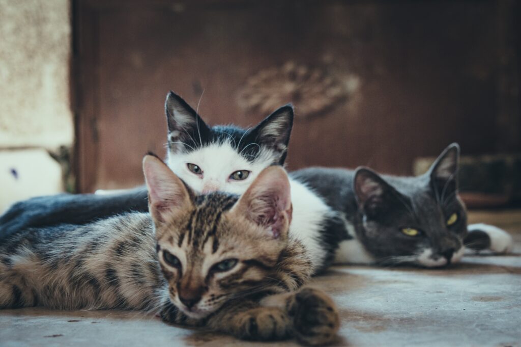 Comienza una campaña de esterilización de gatos en Tenerife