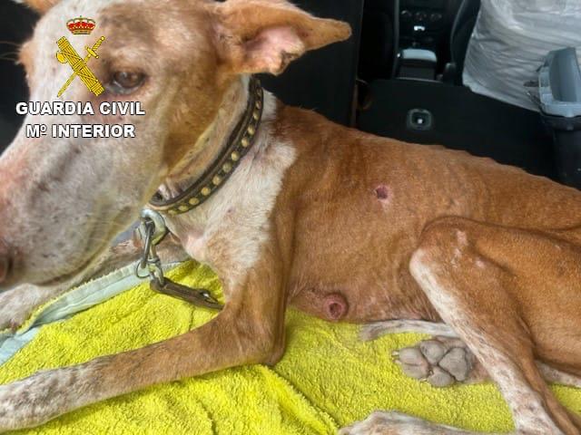 La Guardia Civil esclareció dos delitos de maltrato animal en Fuerteventura