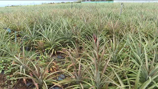 La lluvia llega como un regalo al campo herreño